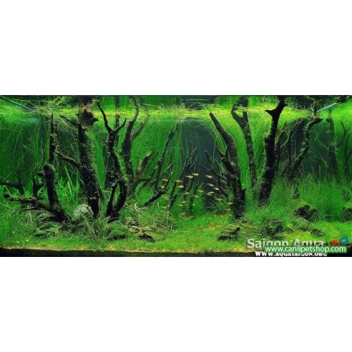 Eleocharis Vivipara 1 Buket